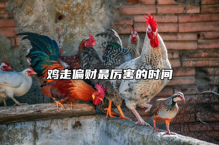 鸡走偏财最厉害的时间 属鸡偏财