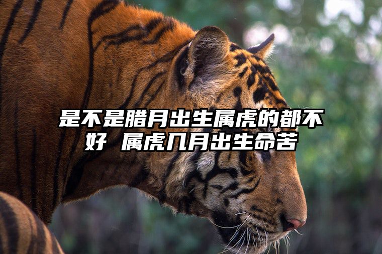 是不是腊月出生属虎的都不好 属虎几月出生命苦 腊月出生的虎是什么命