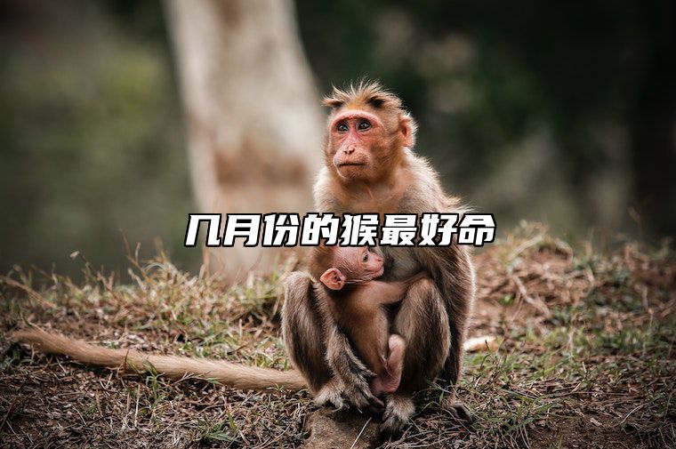 几月份的猴最好命 几月份的猴最好命女