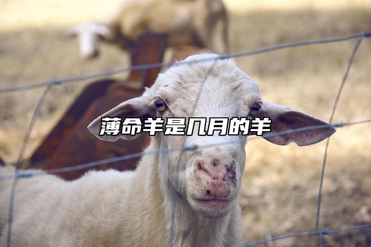 薄命羊是几月的羊 2025彻底翻身的生肖羊