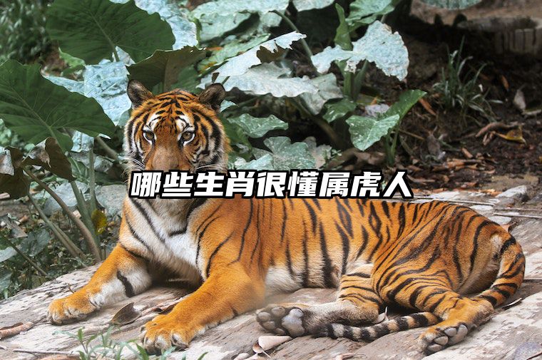 哪些生肖很懂属虎人 什么生肖最旺生肖虎