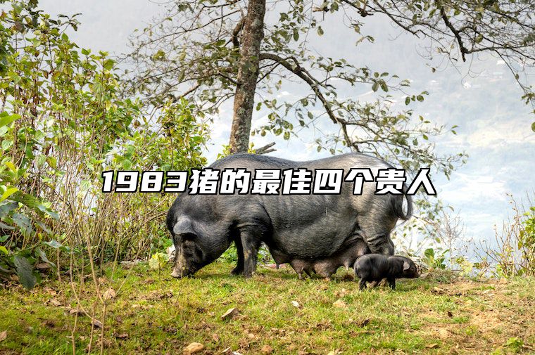 1983猪的最佳四个贵人 属猪2025年有大喜缠身