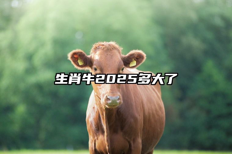 生肖牛2025多大了 2009属牛2025年运势完整版