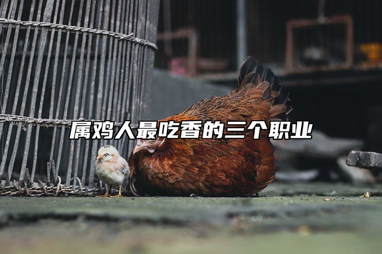 属鸡人最吃香的三个职业 属鸡的人干什么工作最好