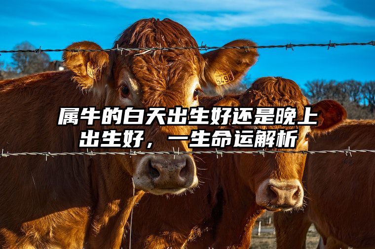 属牛的白天出生好还是晚上出生好，一生命运解析 生肖牛白天出生好还是晚上出生好