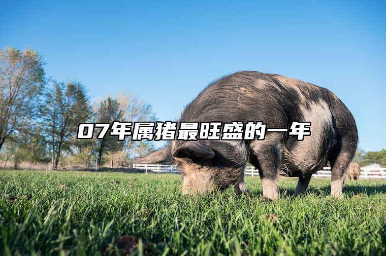 07年属猪最旺盛的一年 07年属猪最旺盛的一年是多少岁