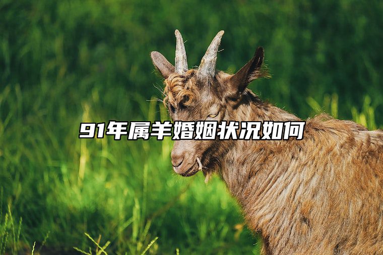 91年属羊婚姻状况如何 91年属羊必二婚最终归宿