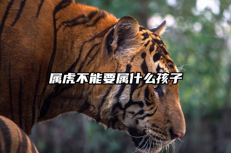 属虎不能要属什么孩子 属虎不宜生子的属相