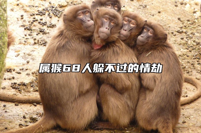 属猴68人躲不过的情劫 属猴人今生有两段孽缘