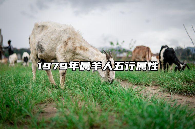 1979年属羊人五行属性 1979年的羊五行属啥