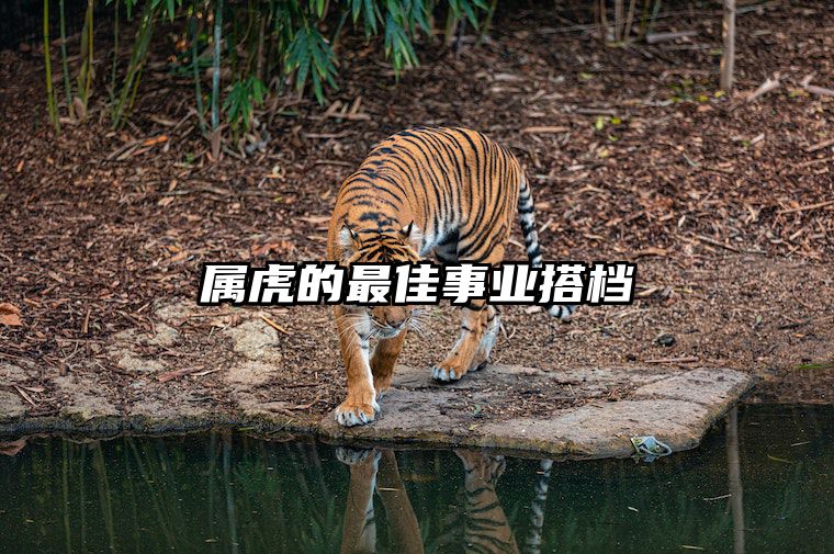 属虎的最佳事业搭档 属虎的事业和什么属相最配