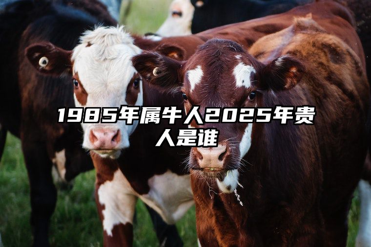 1985年属牛人2025年贵人是谁