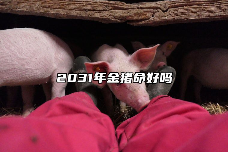 2031年金猪命好吗 金猪年是什么命
