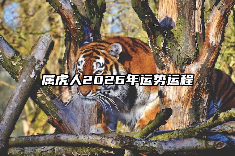 属虎人2026年运势运程 属虎人2026年走大运