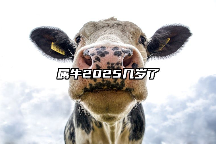 属牛2025几岁了 97年出生属牛人2025年全年运势运程