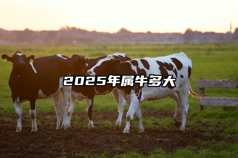 2025年属牛多大 2025年属牛1985人的全年运势