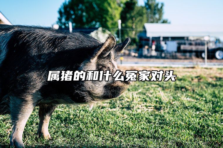 属猪的和什么冤家对头 属猪的和哪个属相犯冲