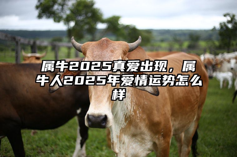 属牛2025真爱出现，属牛人2025年爱情运势怎么样 属牛人2025年全年运势详解
