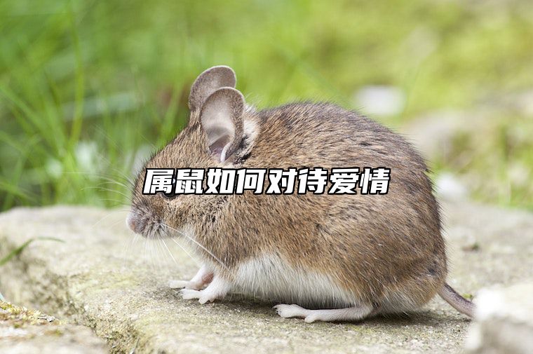 属鼠如何对待爱情