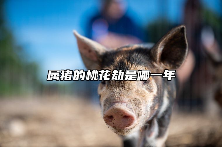 属猪的桃花劫是哪一年 生肖猪的桃花劫是几岁