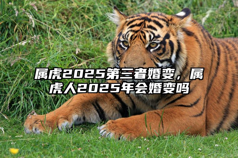 属虎2025第三者婚变，属虎人2025年会婚变吗 生肖虎2025年运势及运程