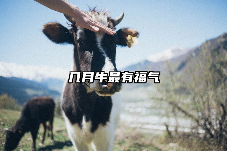 几月牛最有福气 2009年几月牛最有福气