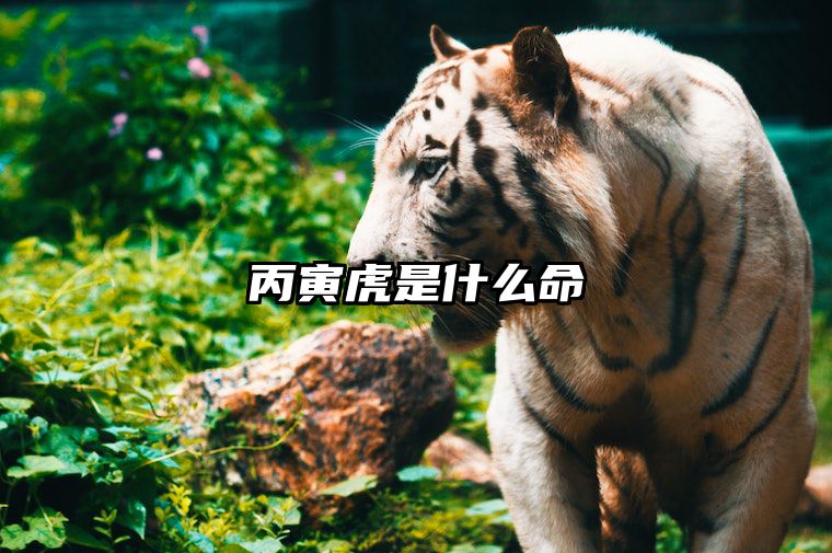 丙寅虎是什么命 丙寅虎是哪年