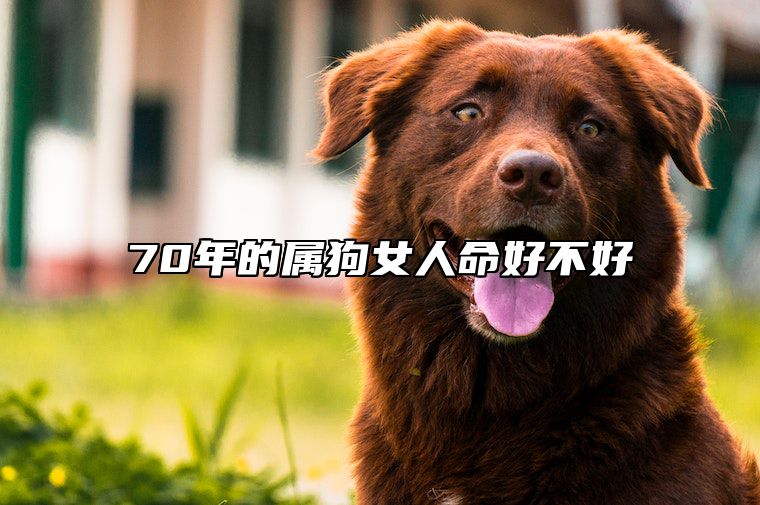 70年的属狗女人命好不好 70年属狗的女人2021年命运不好