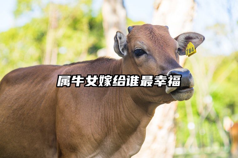 属牛女嫁给谁最幸福 属牛女嫁给属什么最幸福