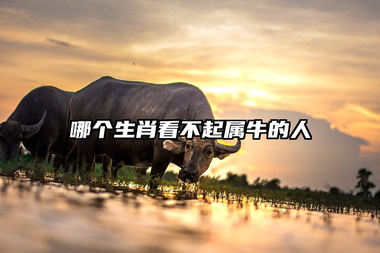 哪个生肖看不起属牛的人 生肖牛斗不过的生肖