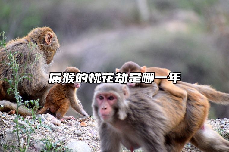属猴的桃花劫是哪一年 属猴的桃花劫是谁是属猪的吗