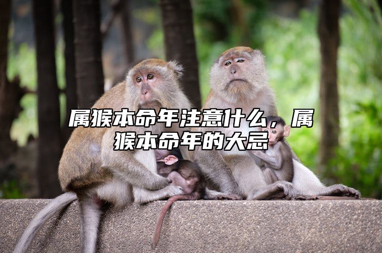 属猴本命年注意什么，属猴本命年的大忌 属相猴本命年