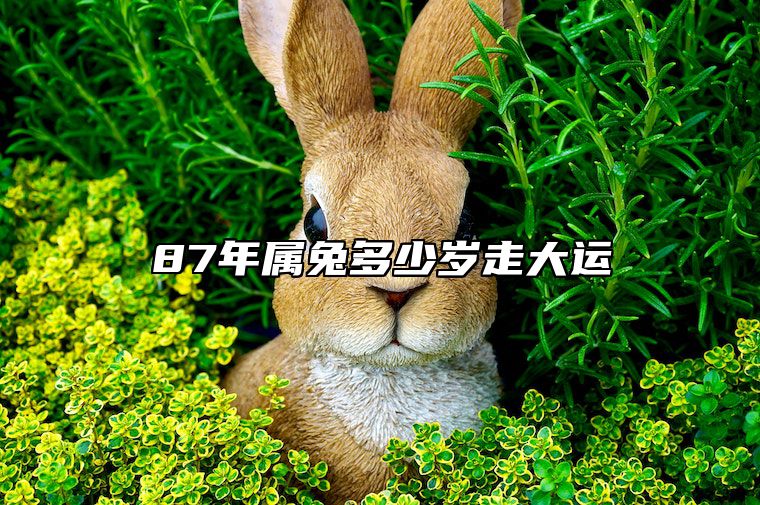 87年属兔多少岁走大运 1987属兔几岁行大运