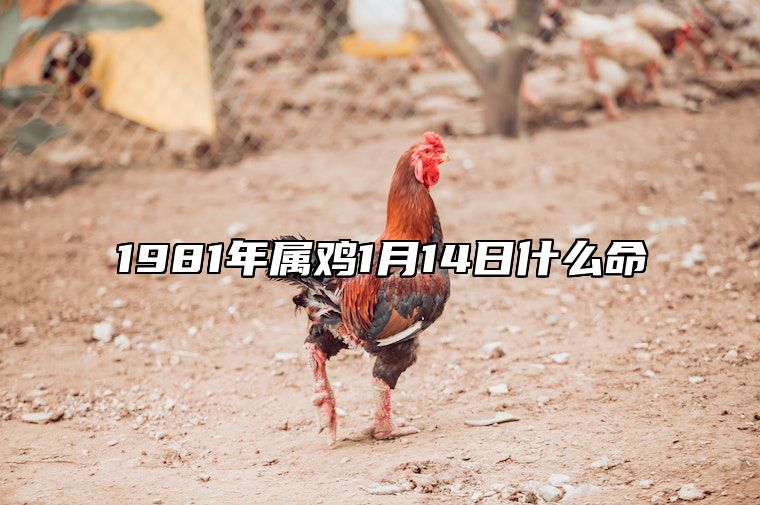 1981年属鸡1月14日什么命 81年1月14日公历出生