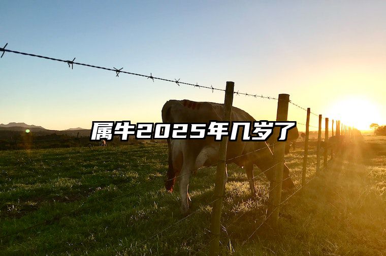 属牛2025年几岁了 1985年生肖牛2025年全年运势