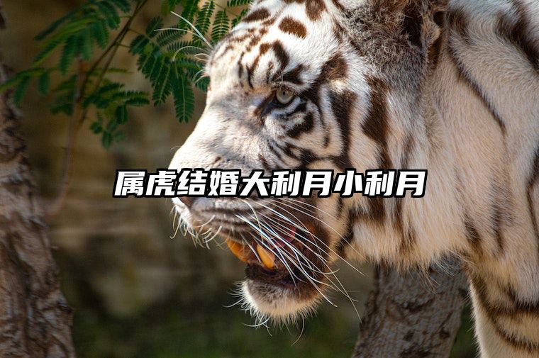 属虎结婚大利月小利月 2021年属虎结婚大利月小利月