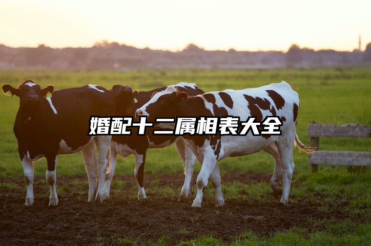 婚配十二属相表大全 最佳婚配十二生肖表大全