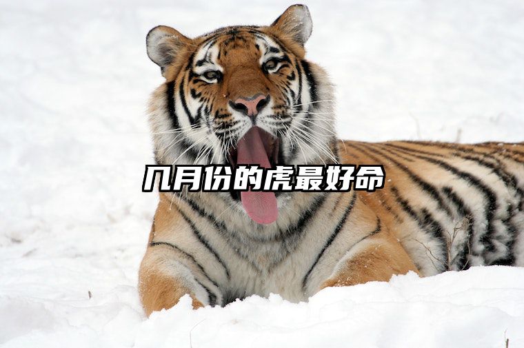 几月份的虎最好命 几月的虎最命苦