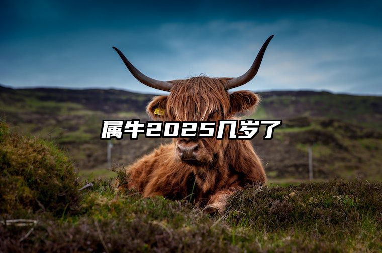 属牛2025几岁了 1985年属牛2025年运势完整版