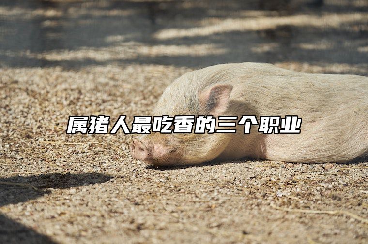 属猪人最吃香的三个职业 属猪的人最适合什么工作