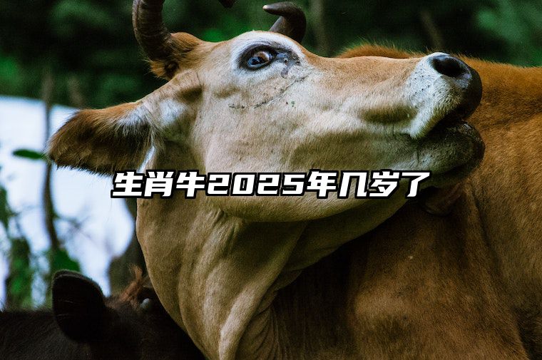 生肖牛2025年几岁了 1997年属牛人2025年运程