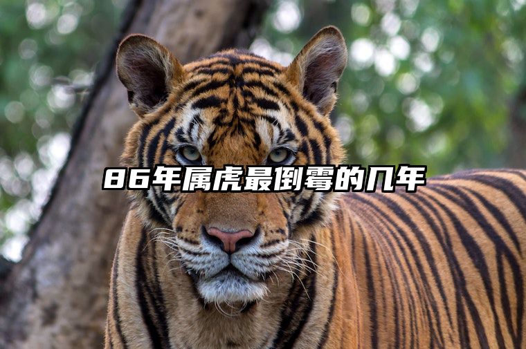 86年属虎最倒霉的几年 86年属虎最难的几年