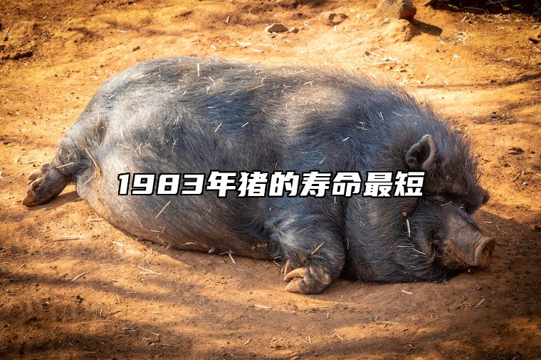1983年猪的寿命最短 83年猪43岁开始转运了吗
