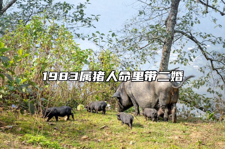 1983属猪人命里带二婚 属猪人2025桃花很旺
