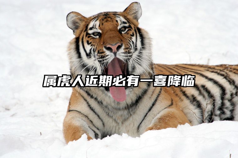 属虎人近期必有一喜降临 属虎人好事将近