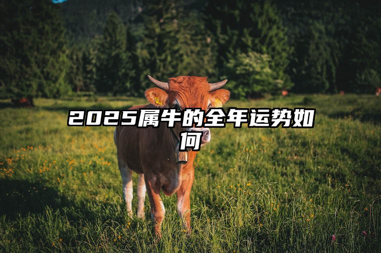 2025属牛的全年运势如何