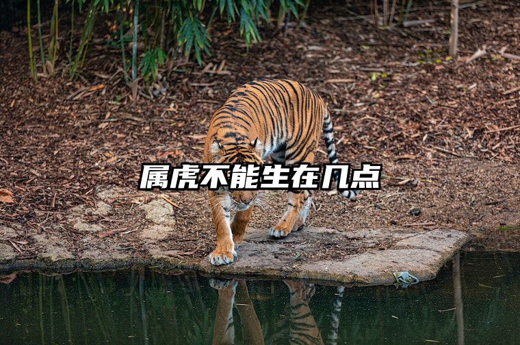 属虎不能生在几点 属虎不能生在几点钟的历史起源是什么?