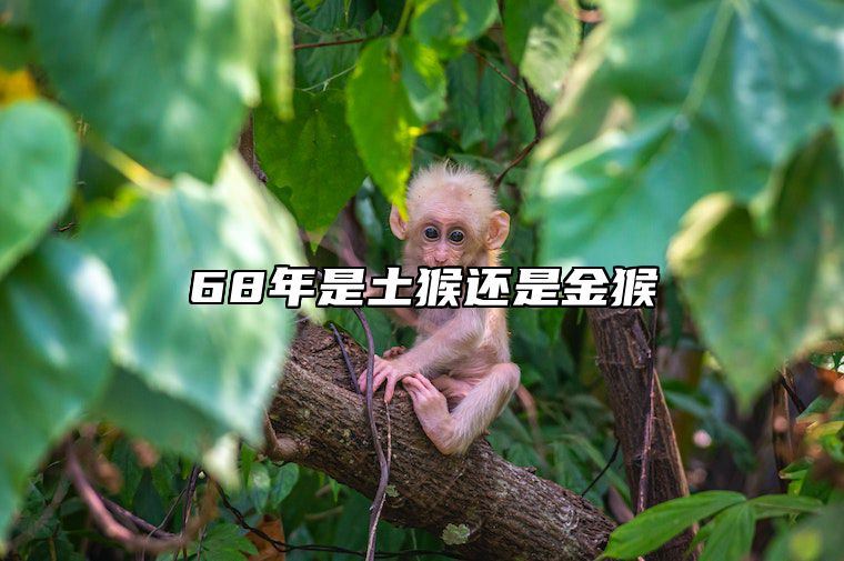 68年是土猴还是金猴 68年猴一生最克3个人