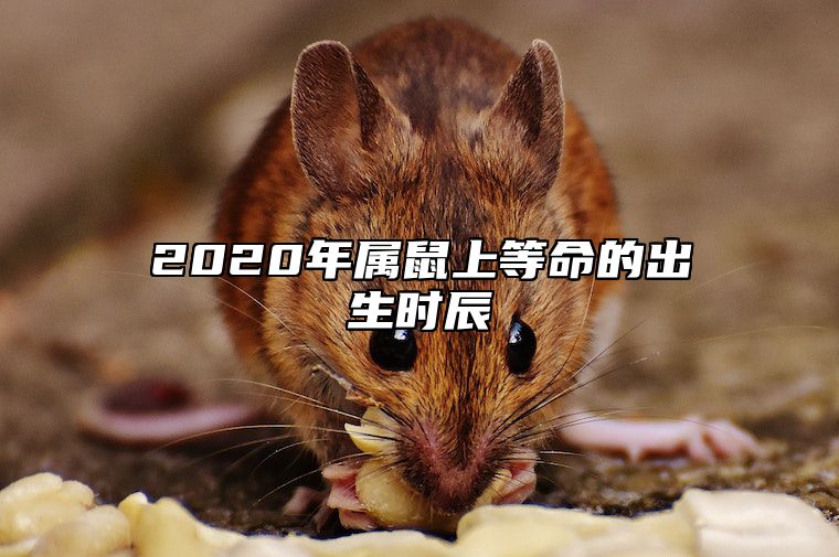 2020年属鼠上等命的出生时辰 2020年属鼠的生在什么时辰好