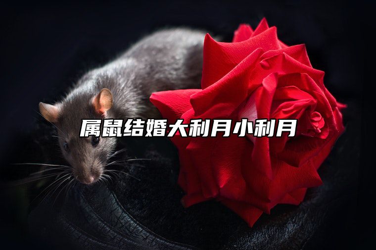 属鼠结婚大利月小利月 属鼠结婚当天忌属相
